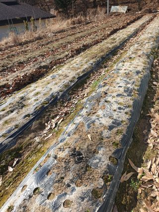 샤이니바다님의 마늘 · 영농일지 작성글 사진