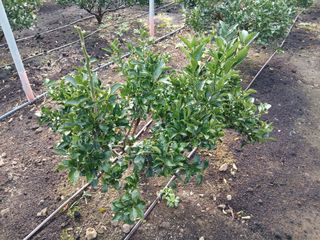 라이온3241님의 귤 · 영농일지 작성글 사진