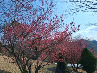 영수농원님의 기타작물 · 영농일지 작성글 사진