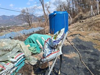 영수농원님의 감 · 영농일지 작성글 사진