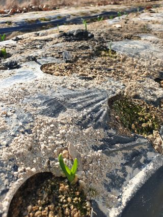 샤이니바다님의 마늘 · 영농일지 작성글 사진