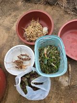 팜모닝 마늘·영농일지 게시글 이미지