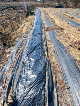 땅콩맘님의 기타작물 · 영농일지 작성글 사진