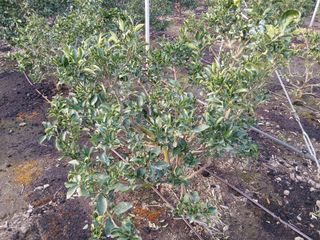 라이온3241님의 귤 · 영농일지 작성글 사진