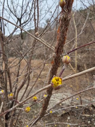 경주농장님의 마늘 · 영농일지 작성글 사진