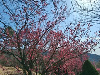 영수농원님의 기타작물 · 영농일지 작성글 사진