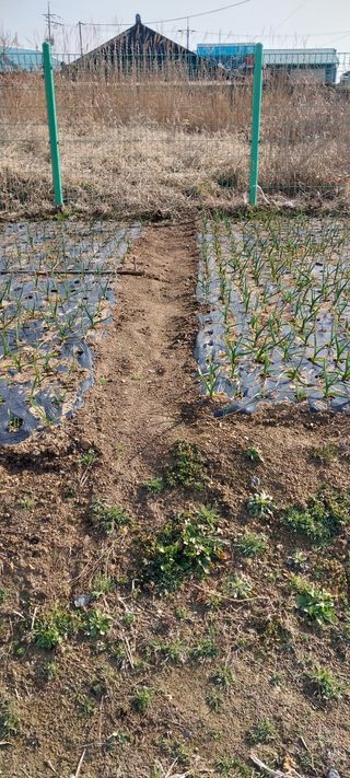 주말 텃밭 농부님의 마늘 · 영농일지 작성글 사진