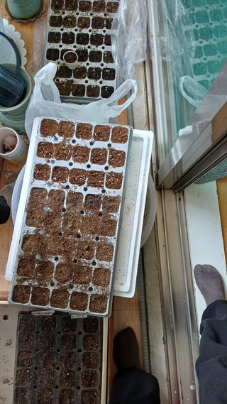 박순덕님의 마늘 · 영농일지 작성글 사진