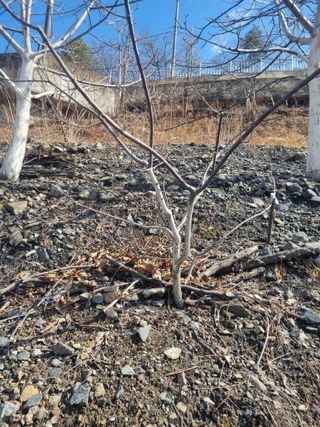 김용대님의 기타작물 · 영농일지 작성글 사진