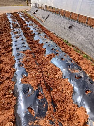 최유순님의 감자 · 영농일지 작성글 사진