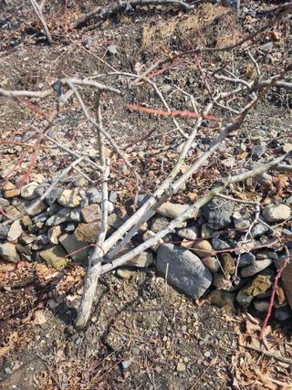 김용대님의 기타작물 · 영농일지 작성글 사진