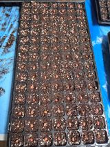 팜모닝 옥수수·영농일지 게시글 이미지