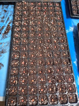 솔안농부님의 옥수수 · 영농일지 작성글 사진