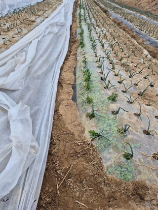 손용님의 양파 · 영농일지 작성글 사진