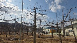 서장섭님의 사과 · 영농일지 작성글 사진