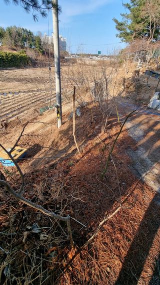 권혁렬님의 기타작물 · 영농일지 작성글 사진