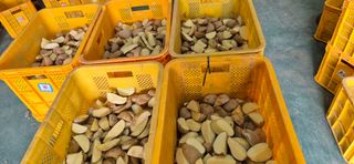 감자님의 감자 · 영농일지 작성글 사진