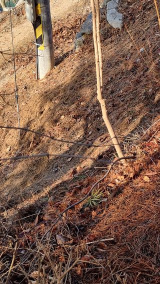 권혁렬님의 기타작물 · 영농일지 작성글 사진