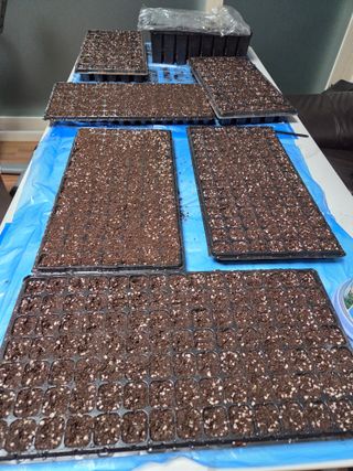 솔안농부님의 옥수수 · 영농일지 작성글 사진