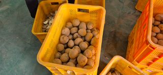 감자님의 감자 · 영농일지 작성글 사진