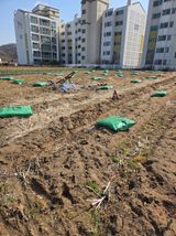 팜모닝 마늘·영농일지 게시글 이미지