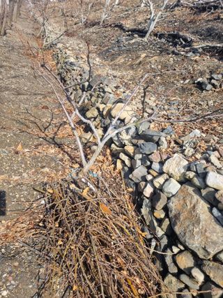 김용대님의 기타작물 · 영농일지 작성글 사진