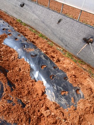 최유순님의 콩 · 영농일지 작성글 사진