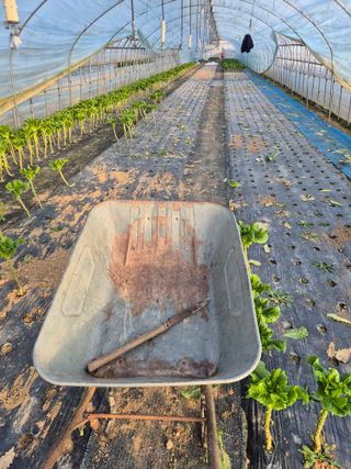 농민님의 상추 · 영농일지 작성글 사진