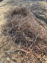 팜모닝 마늘·영농일지 게시글 이미지