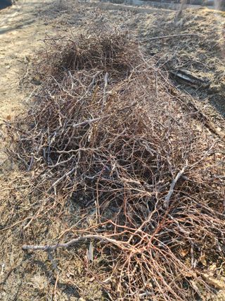 최상길 님의 마늘 · 영농일지 작성글 사진