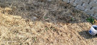 박종화님의 기타작물 · 영농일지 작성글 사진