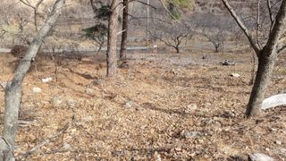 김동명님의 두릅 · 영농일지 작성글 사진