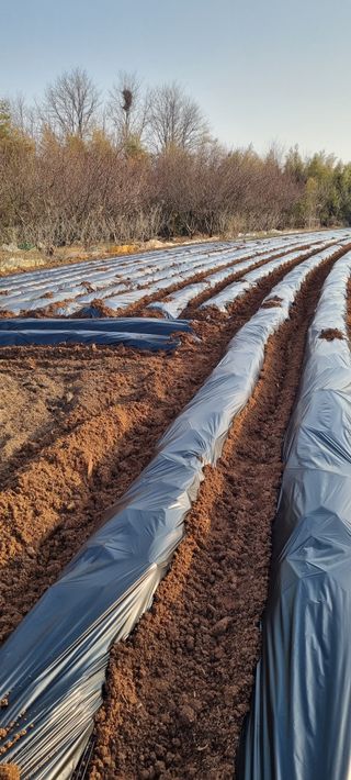 지용환님의 기타작물 · 영농일지 작성글 사진