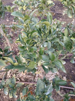 라이온3241님의 귤 · 영농일지 작성글 사진