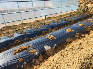 노복우님의 감자 · 영농일지 작성글 사진