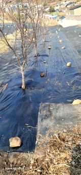 팜모닝 기타작물·영농일지 게시글 이미지