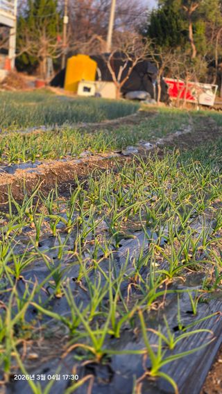 박용열조물주님 님의 양파 · 영농일지 작성글 사진