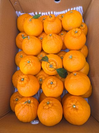 산방자연농원님의 귤 · 영농일지 작성글 사진