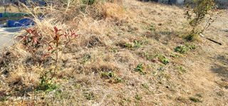 박종화님의 기타작물 · 영농일지 작성글 사진