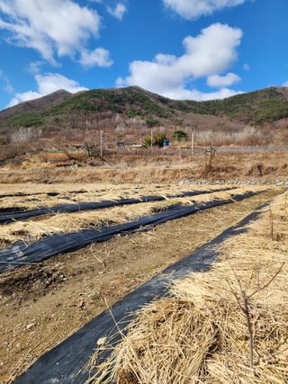 최병정 님의 감 · 영농일지 작성글 사진