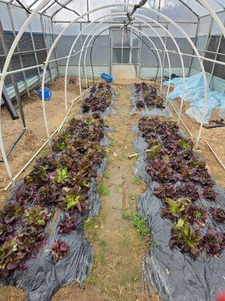 경주농장님의 마늘 · 영농일지 작성글 사진