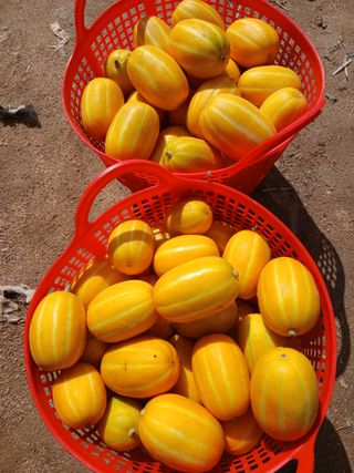 조영임님의 기타작물 · 영농일지 작성글 사진