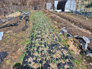 이준영님의 기타작물 · 영농일지 작성글 사진