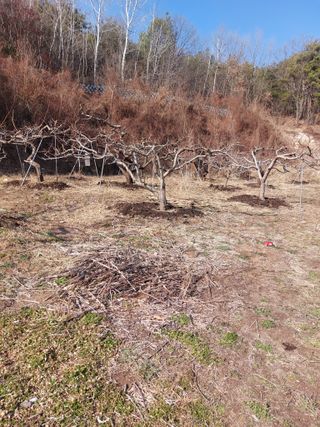 채대균님의 복숭아 · 영농일지 작성글 사진