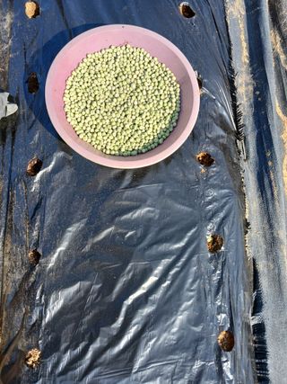 땅콩맘님의 기타작물 · 영농일지 작성글 사진