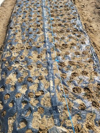 알렉산더님의 양파 · 영농일지 작성글 사진