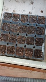 팜모닝 마늘·영농일지 게시글 이미지