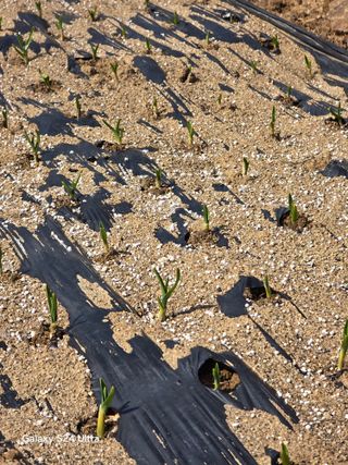 소병찬님의 감자 · 영농일지 작성글 사진