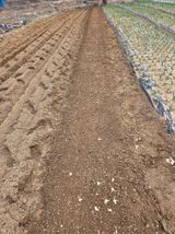 팜모닝 들깨·영농일지 게시글 이미지