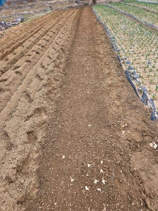 김연숙님의 들깨 · 영농일지 작성글 사진